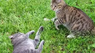 Adult Cats Playing