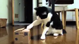 O Gato Perplexo com Caixa Estranha