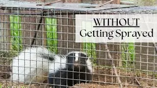 Trapping a Skunk on the Farm
