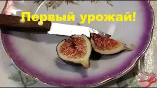 Растим инжир. Первый урожай - Олимпиан.