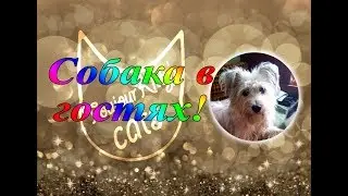 Собака Лотта в гостях у моих кошек | Кот и собака едят вместе!!!