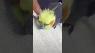 Sultan Papağanı Nasıl Sevilmeli Nasıl Hoşuna Gider