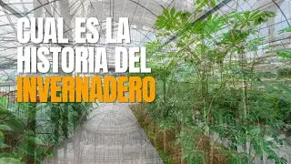 What were the first greenhouses like? 🎍