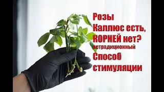 ЧЕРЕНКИ РОЗ, НЕТРАДИЦИОННЫЙ СПОСОБ СТИМУЛЯЦИИ КОРНЕЙ