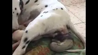 Birth of a dalmatian puppy
