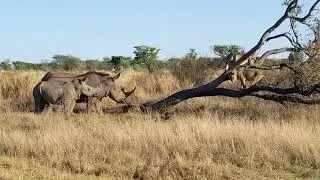 Mother rhino trees 2 lions