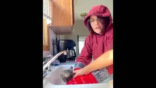 Cats really do hate baths
