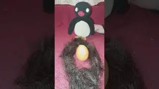 Я видел много разных гнезд