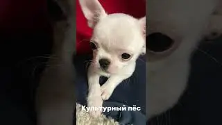Лилишка культурный пёс 🤨