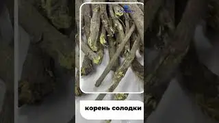 Солодка (лакричник, лакричный корень) - травянистое растение из семейства Бобовых.