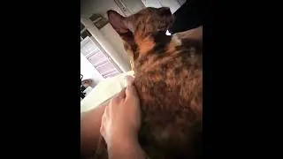 А, Вы ,любите массаж?! #кошка #cat