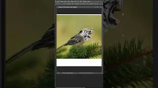 🦅Image Manipulation in Photoshop🐯