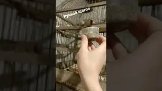 ручной щегол кушает с рук