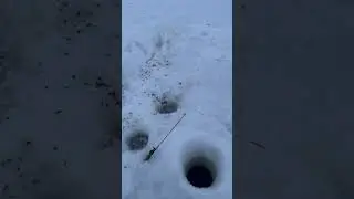 Монстрики озера Айдыкуль. 