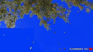 Tree Green Screen video | green screen video | Kinemaster editing video | new green screen video
