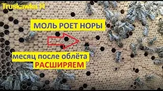 #Пчёлы Расширяем пчёл на пасеке  первый раз до 12 рамочного стандарта. Поражение расплода пчёл молью