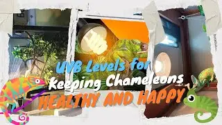 What Level of UVB Does a Chameleon Need?