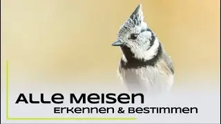 Blaumeise, Kohlmeise und Co. - Alle Meisenarten Deutschlands erkennen und bestimmen