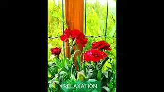 Beautiful Classical Music for Stress Relief #calmingmusic  Meditation  #Relaxation, Sleep, Spa, zen