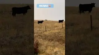 #rollinghills #pastures #cows #grazing