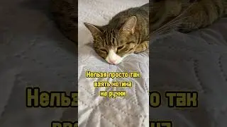Нельзя просто так взять котика на руки 😾 #питомцы #котики #кот #кошка #cat
