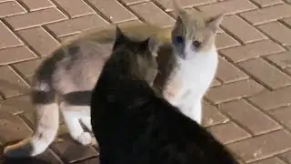 Brutal Cat Fight Disturbed By Angry Dog