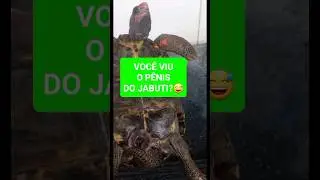 VOCÊ JÁ VIU O PÊNIS DE UM JABUTI? #jabuti #animais #órgão