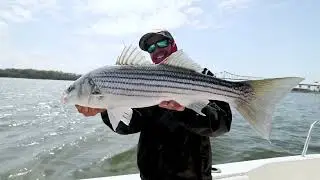 How to fish the Yo-Zuri Mag Dive