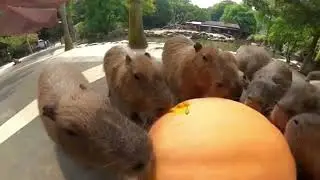 Капибары едят тыкву