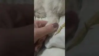 Жмякаю лапку котика 😻