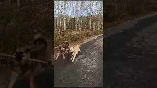 Привет от Графа-Рафа🤣🤣🤣