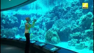 Video Digitutor 35 – Capturas nítidas y enfocadas en un acuario