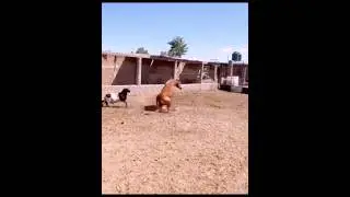 the horse . When he is attacked 