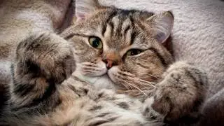 Почему кошки так много спят?