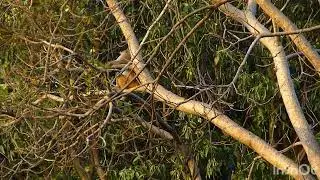 Red Monkey being baited by crows in India