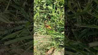 Cicada Killer bee and the one that got away #nature