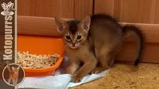 Aby kitten is playing [kotopurrs]