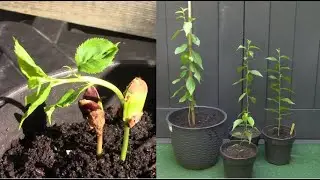Planter un prunier à partir d'un noyau / Growing A Plum Tree From Seed