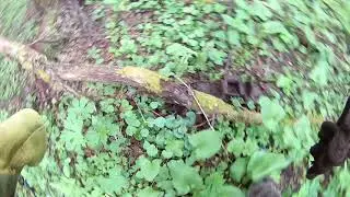 Коп по лесным делянкам