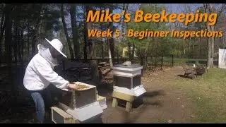 Week 5 - Beginner Hive Inspections