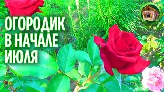 My garden in early July. Rustic Vlog. 184 series