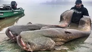 GOLIATH CATFISH 230 POUND 8,20 FEET RECORD FISH by YURI GRISENDI