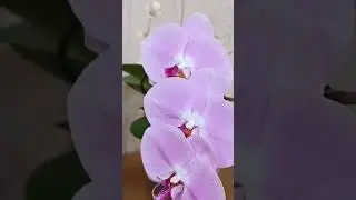 Орхидея P. Tession