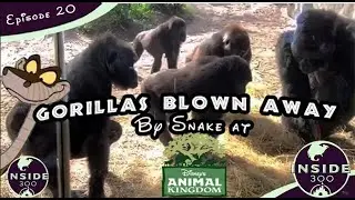 Gorillas Blown Away by Snake at Disney's Animal Kingdom ||| Ride Track Spotted at New Universal Park