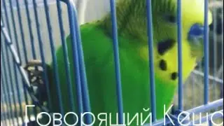 🐦Попугай Кеша | говорит 