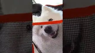 Cone Of Shame 🥺