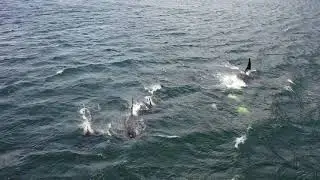 Orcas in the Hardangerfjord 5/4 2021