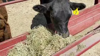 Amy's Farm Ontario