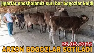BOGOZ SIGIRLAR SOTILADI ☎️902052128 мая 2025 г. Арзон богоз сигирлар сотилади