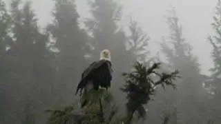 Nature's Cry - Native American Flute Jonathan C. Ward